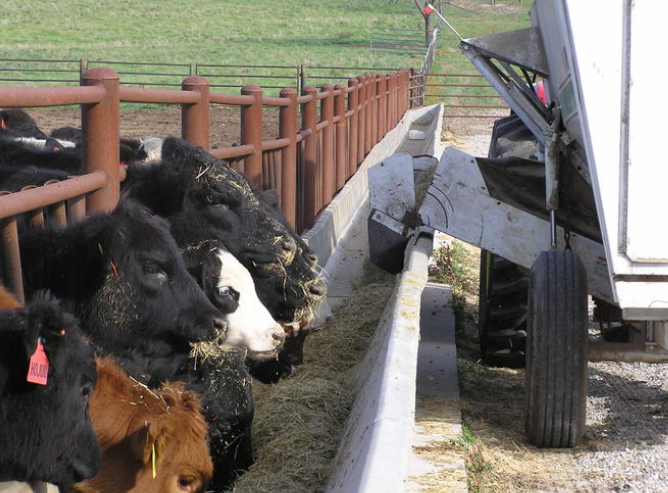 Feedlot handling system